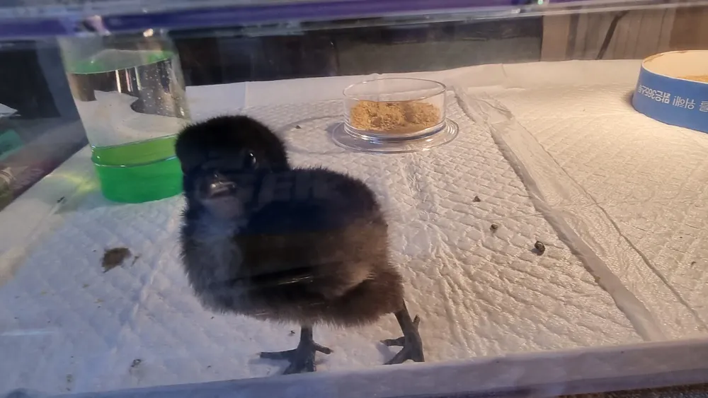 230313 모구의 성장과정